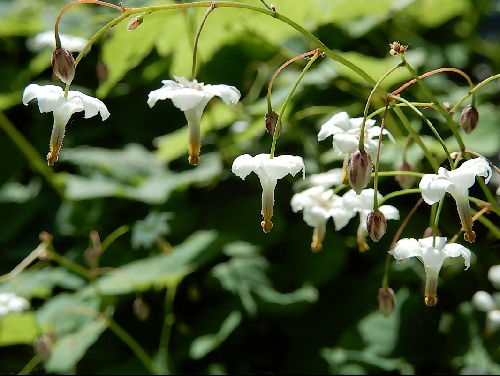 Vancouveria hexandra